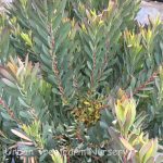 Leucadendron salignum 'Winter Red'