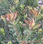 Leucadendron salignum 'Winter Red' - Image 2