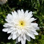 Leucanthemum maximum 'Ester Reed'