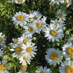 Leucanthemum maximum 'White Mountain'