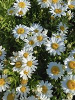 Leucanthemum maximum 'White Mountain'