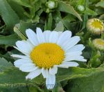 Leucanthemum maximum 'White Mountain' - Image 2
