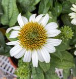 Leucanthemum maximum 'White Mountain' - Image 3