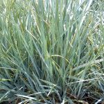 Leymus arenarius 'Glauca'