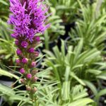 Liatris spicata 'Kobold'