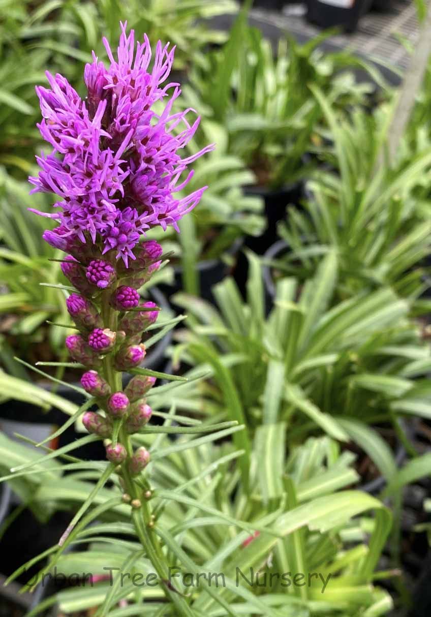 Liatris-spicata-Kobold Liatris spicata 'Kobold' - Image 1