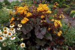 Ligularia dentata 'Britt-Marie Crawford'