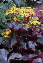 Ligularia dentata 'Britt-Marie Crawford' - Image 2