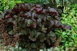 Ligularia dentata 'Britt-Marie Crawford' - Image 3