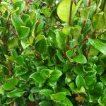 Ligustrum japonicum 'Texanum' 3 TIER