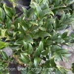 Ligustrum japonicum 'Texanum' STD