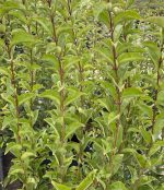 Ligustrum japonicum