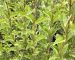 Ligustrum japonicum - Image 2