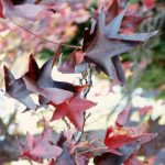 Liquidambar styraciflua 'Burgundy'