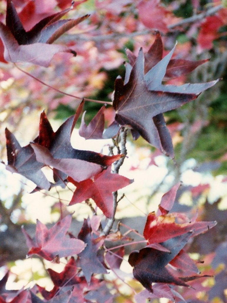 Styraciflua Tree Liquidambar styraciflua 'Burgundy' | Urban Tree Farm Nursery