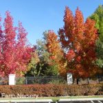 Liquidambar styraciflua 'Festival'