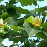 Liriodendron tulipifera