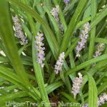 Liriope muscari