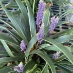 Liriope muscari 'Gold Band'