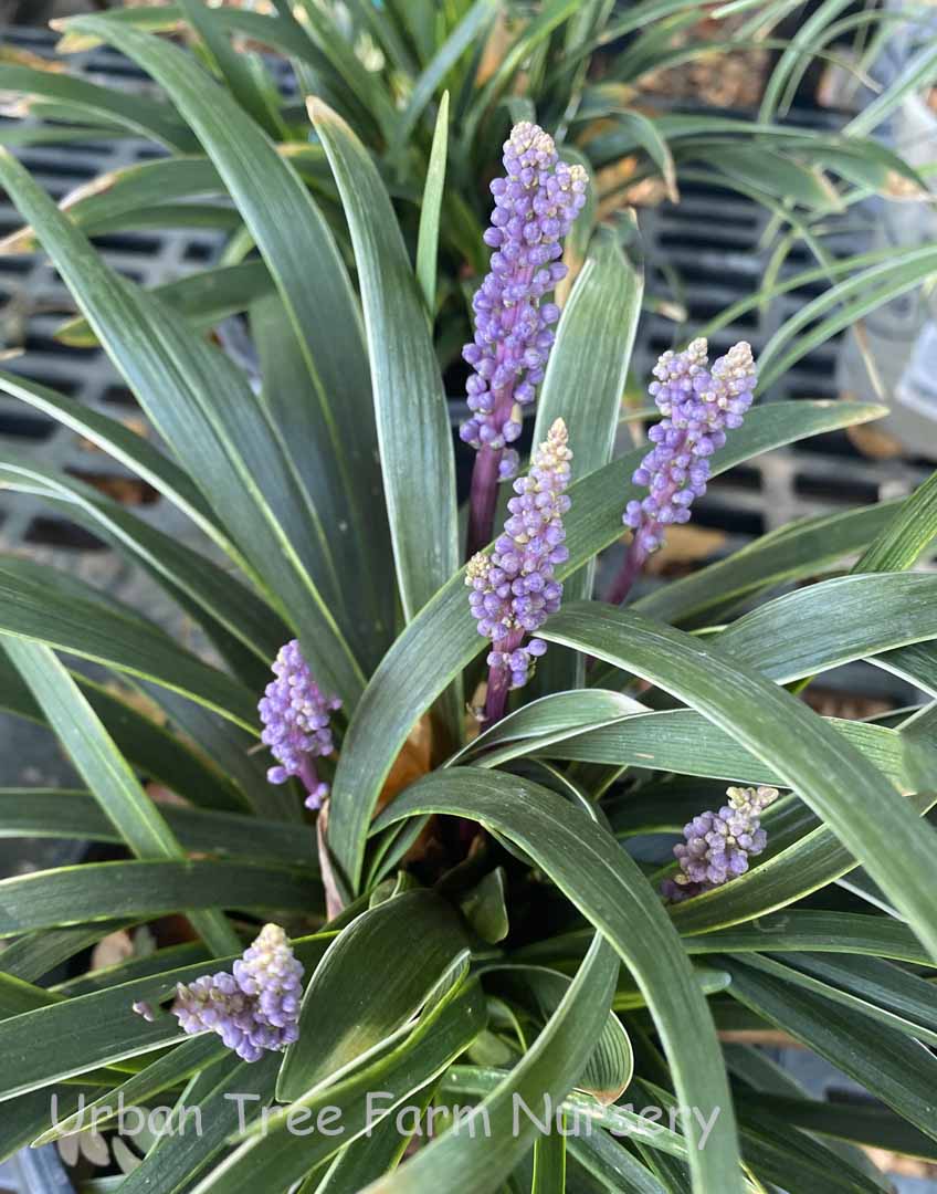 Liriope Muscari Plugs Liriope Muscari Plugs