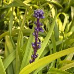 Liriope muscari 'Pee Dee Gold Ingot'