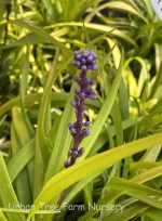 Liriope muscari 'Pee Dee Gold Ingot'
