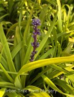 Liriope muscari 'Pee Dee Gold Ingot' - Image 2