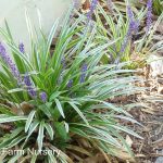 Liriope muscari 'Silvery Sunproof'