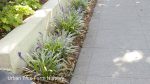 Liriope muscari 'Silvery Sunproof' - Image 2
