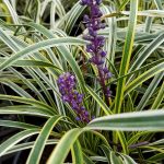 Liriope muscari 'Variegata'