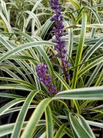 Liriope muscari 'Variegata'