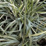 Liriope spicata 'Silver Dragon'