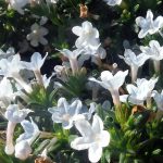 Lithodora diffusa 'Blue Star'