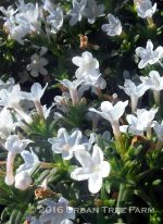 Lithodora diffusa 'Blue Star'