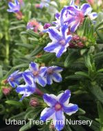 Lithodora diffusa 'Blue Star' - Image 3