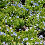 Lithodora diffusa 'White Star'