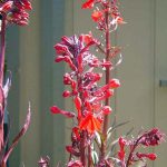 Lobelia fulgens 'Queen Victoria'