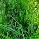 Lomandra confertifolia 'Del Sol'