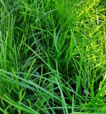 Lomandra confertifolia 'Del Sol'