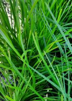 Lomandra confertifolia 'Del Sol' - Image 2