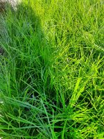 Lomandra confertifolia 'Del Sol' - Image 3