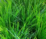 Lomandra confertifolia 'Lime Tight'