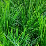 Lomandra confertifolia 'Lime Tight'