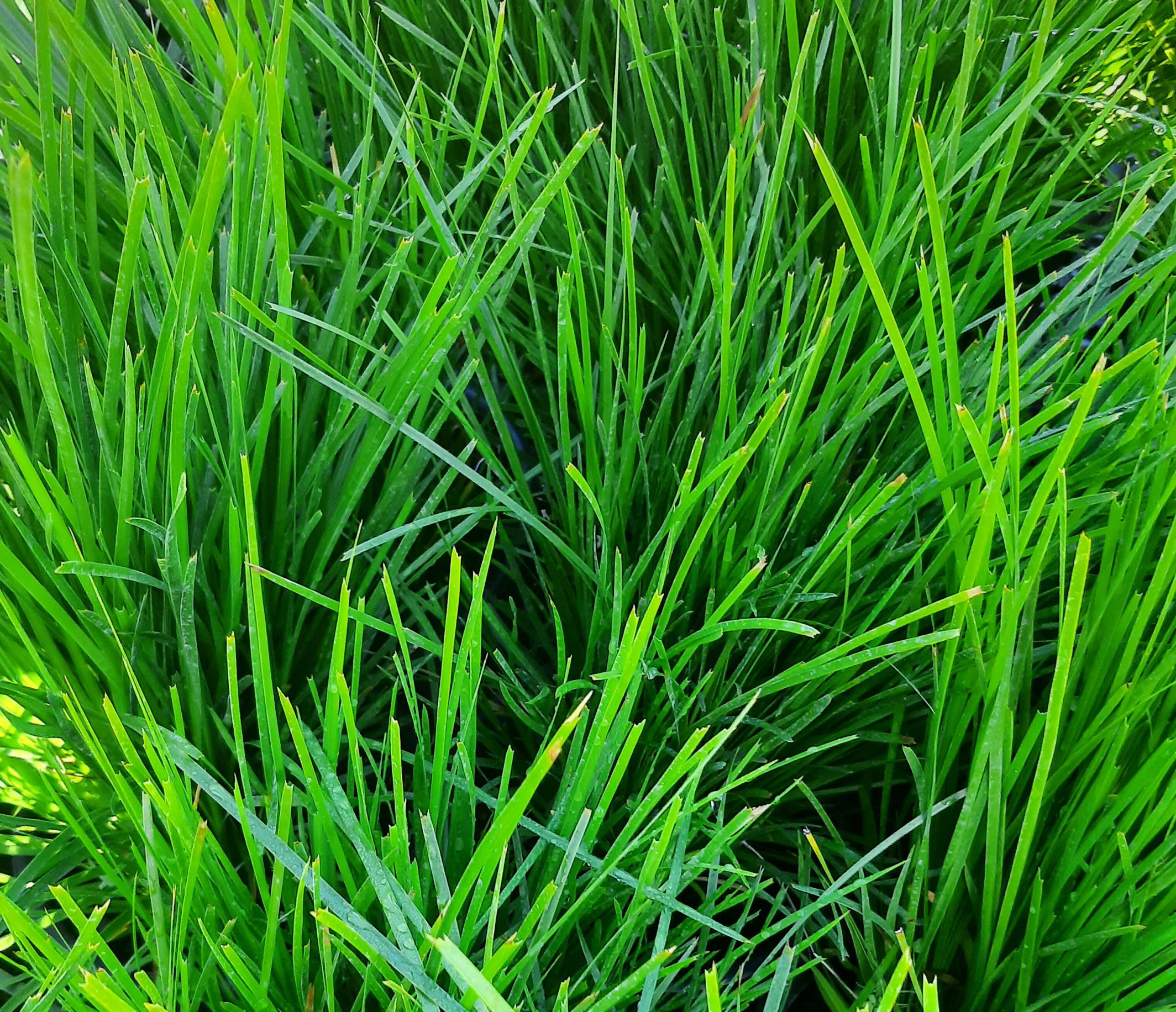 Lomandra-confertifolia-Lime-Tight-a Lomandra confertifolia 'Lime Tight' - Image 1