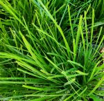 Lomandra confertifolia 'Lime Tight' - Image 2