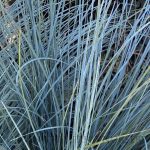 Lomandra confertifolia 'Seascape'