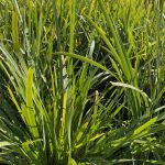 Lomandra longifolia 'Blue-Green Form'