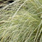 Lomandra longifolia 'Platinum Beauty'