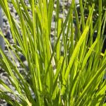 Lomandra x 'Lime Tuff'