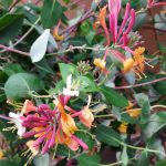 Lonicera heckrotii 'Goldflame' UNSTAKED